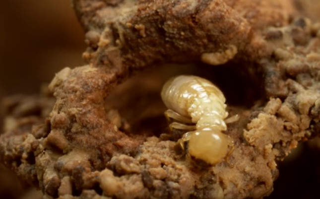 diệt mối tại Quy Nhơn Gia Lai